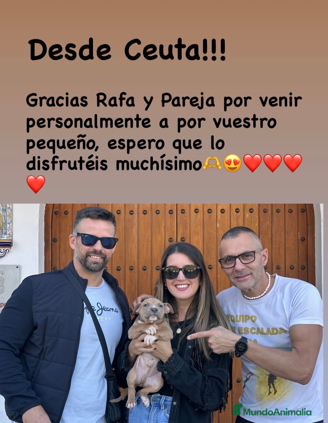 American Staffordshire-Terrier perros en venta: American Stanford, nueva Camada - Anuncio 2