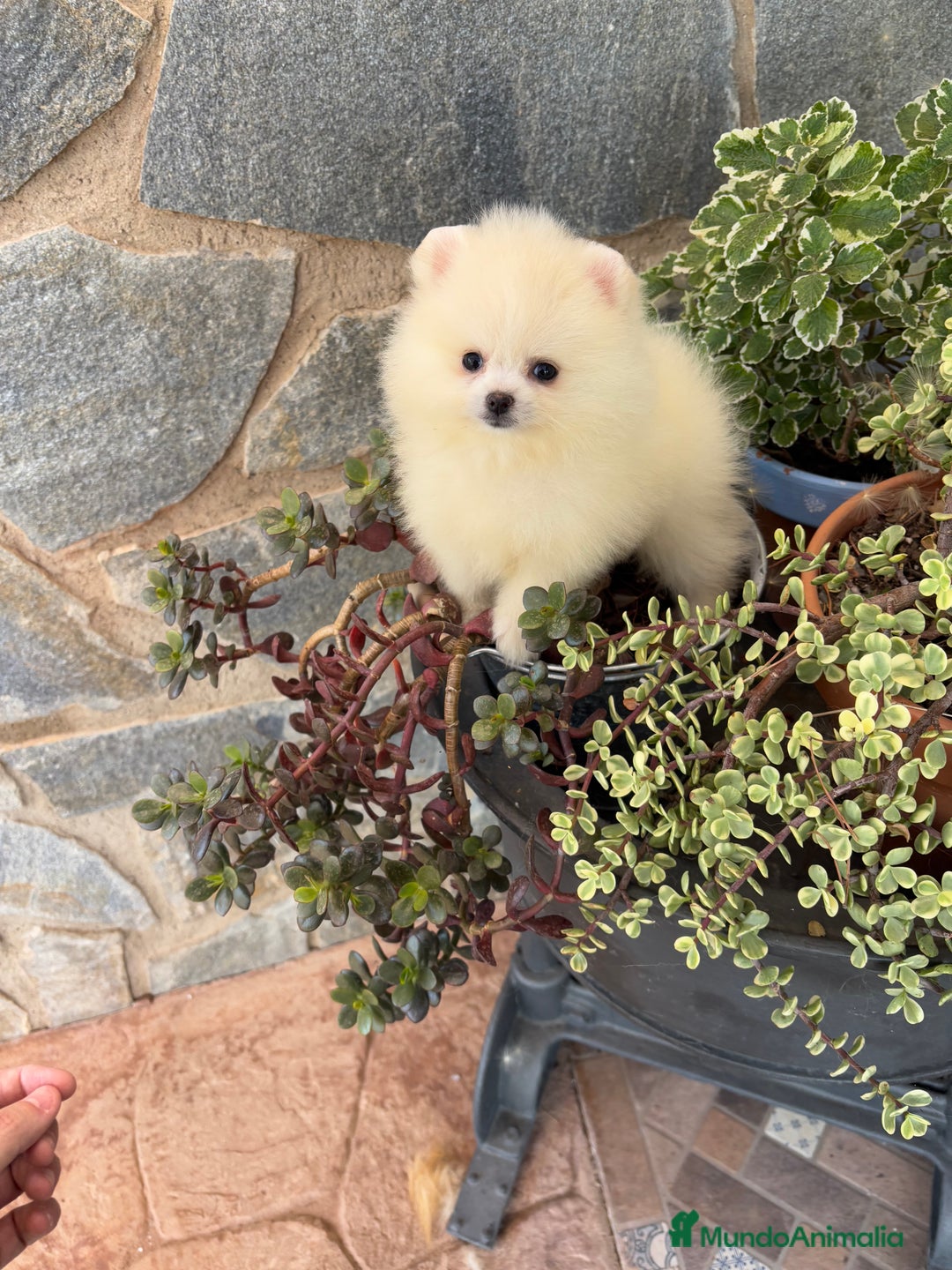 Pomerania perros en venta: Pomeranias Macho disponible  - Imagen 3