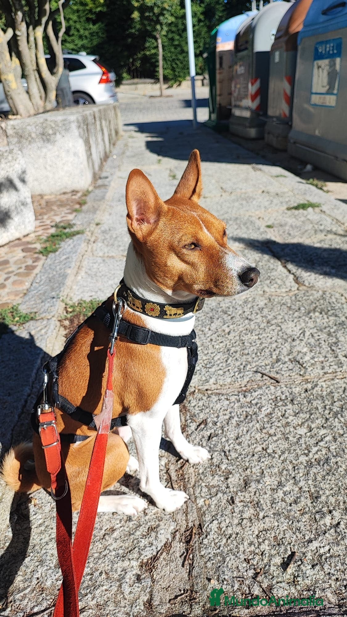 Basenji perros Cachorros de Basenji - Anuncio 12