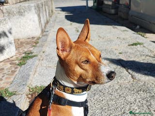 Basenji perros Cachorros de Basenji - Anuncio 17