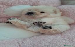 Chow Chow perros en venta: Bebes chow chow /lengua azul  - Imagen 2