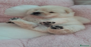 Chow Chow perros - Anuncio 15