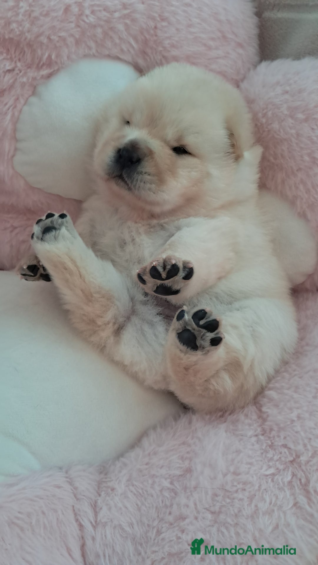 Chow Chow perros en venta: Bebes chow chow /lengua azul  - Imagen 2