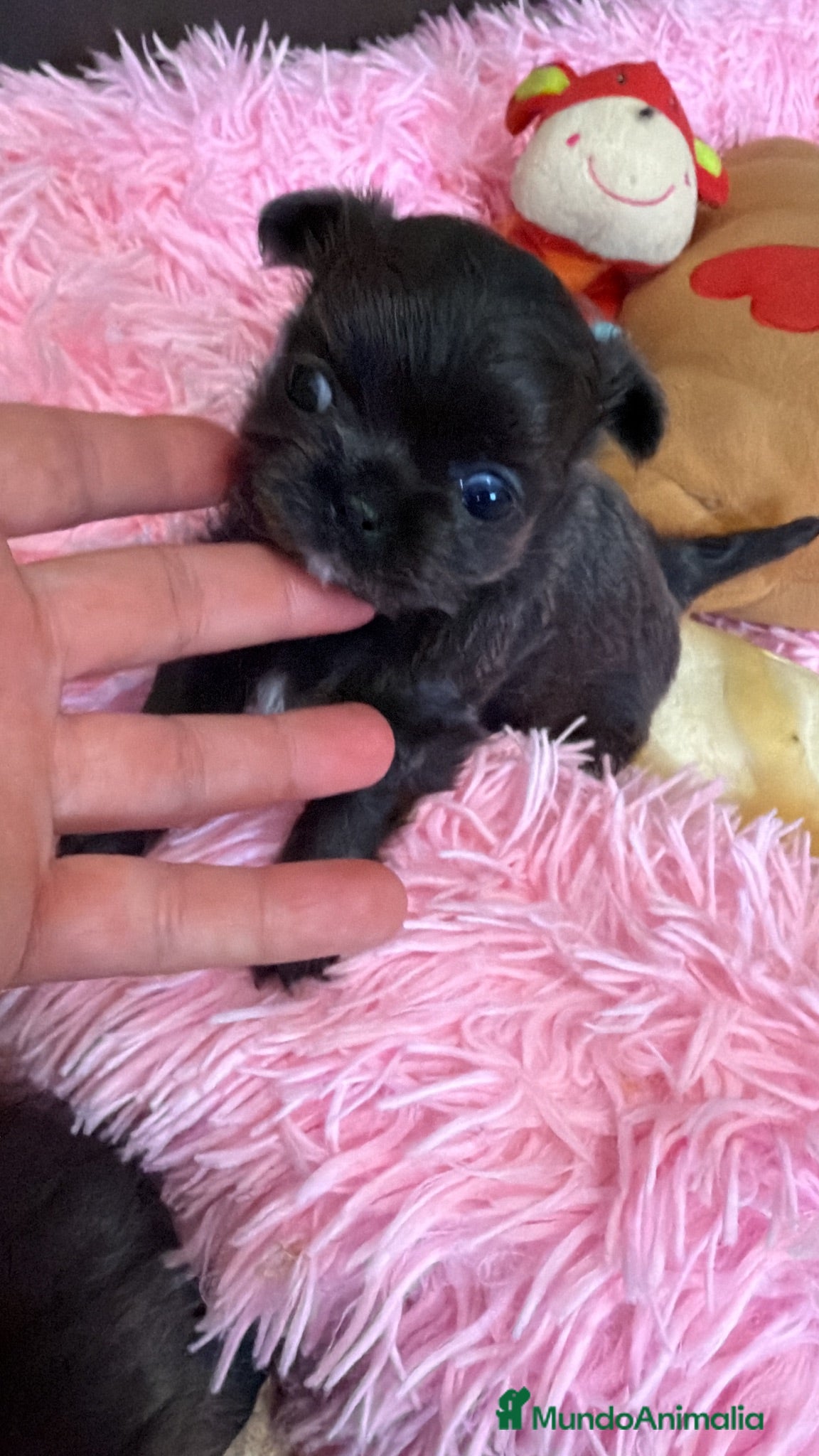 Chihuahua perros Chihuahuas  - Anuncio 1