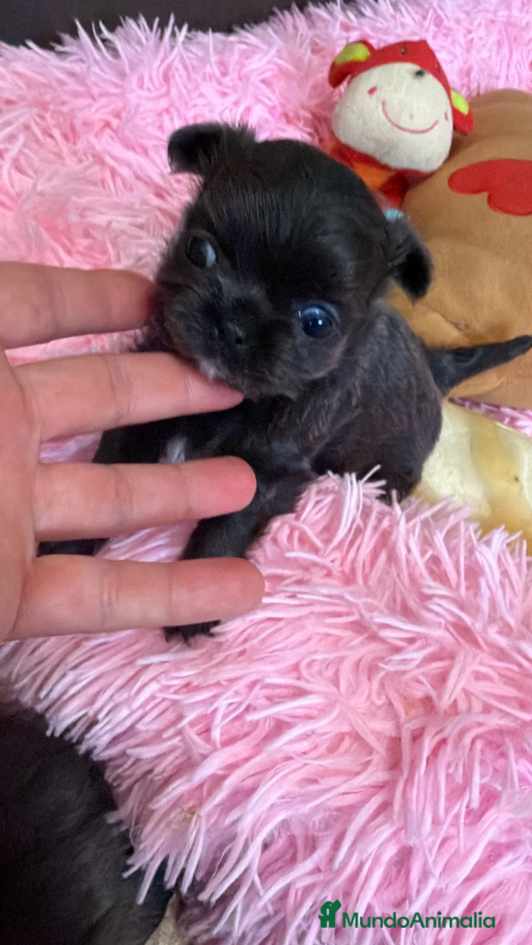 Chihuahua perros en venta: Chihuahuas  - Anuncio 1