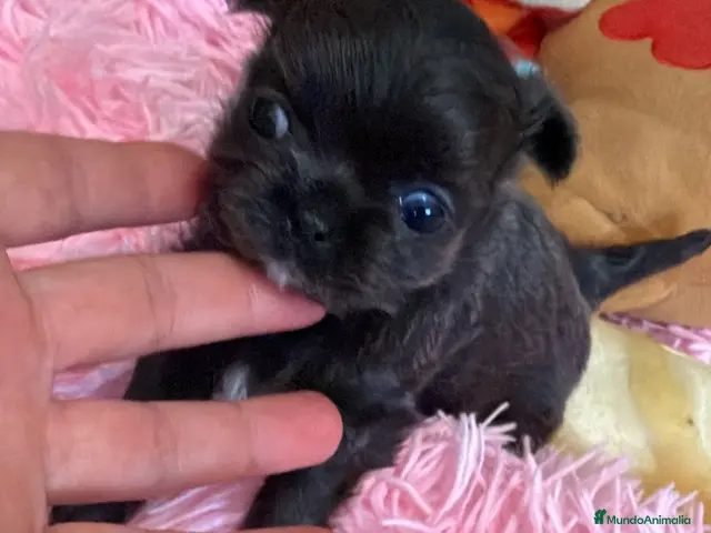 Chihuahua perros en venta: Chihuahuas - Anuncio 2