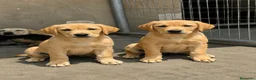 Labrador Retriever perros en venta:  CACHORRO DE LABRADOR RETRIEVER - Anuncio 1