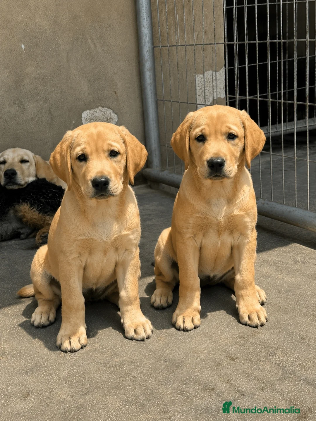 Labrador Retriever perros en venta:  CACHORRO DE LABRADOR RETRIEVER - Anuncio 1