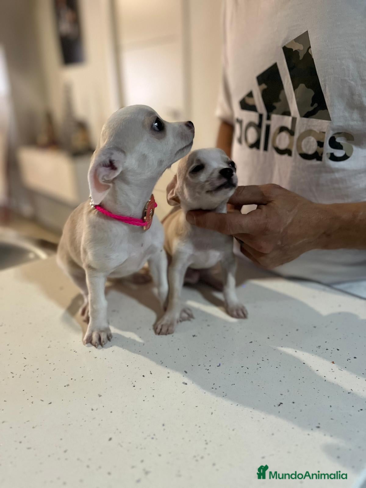 Chihuahua perros Chihuahua  - Anuncio 31