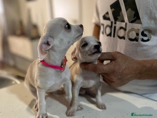 Chihuahua perros - Anuncio 7