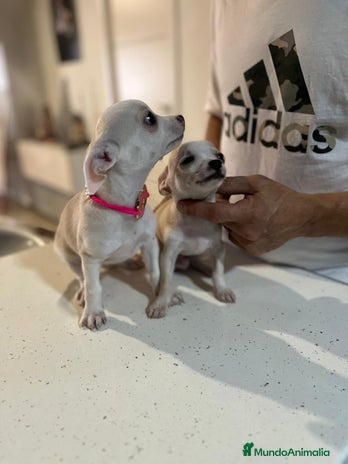 Chihuahua perros - Anuncio 2