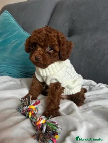 Caniche Toy perros en venta: 🌸🐩💕 CANICHE ASIÁTICO: UNA JOYITA DE TERNURA🐩🌸 - Anuncio 2