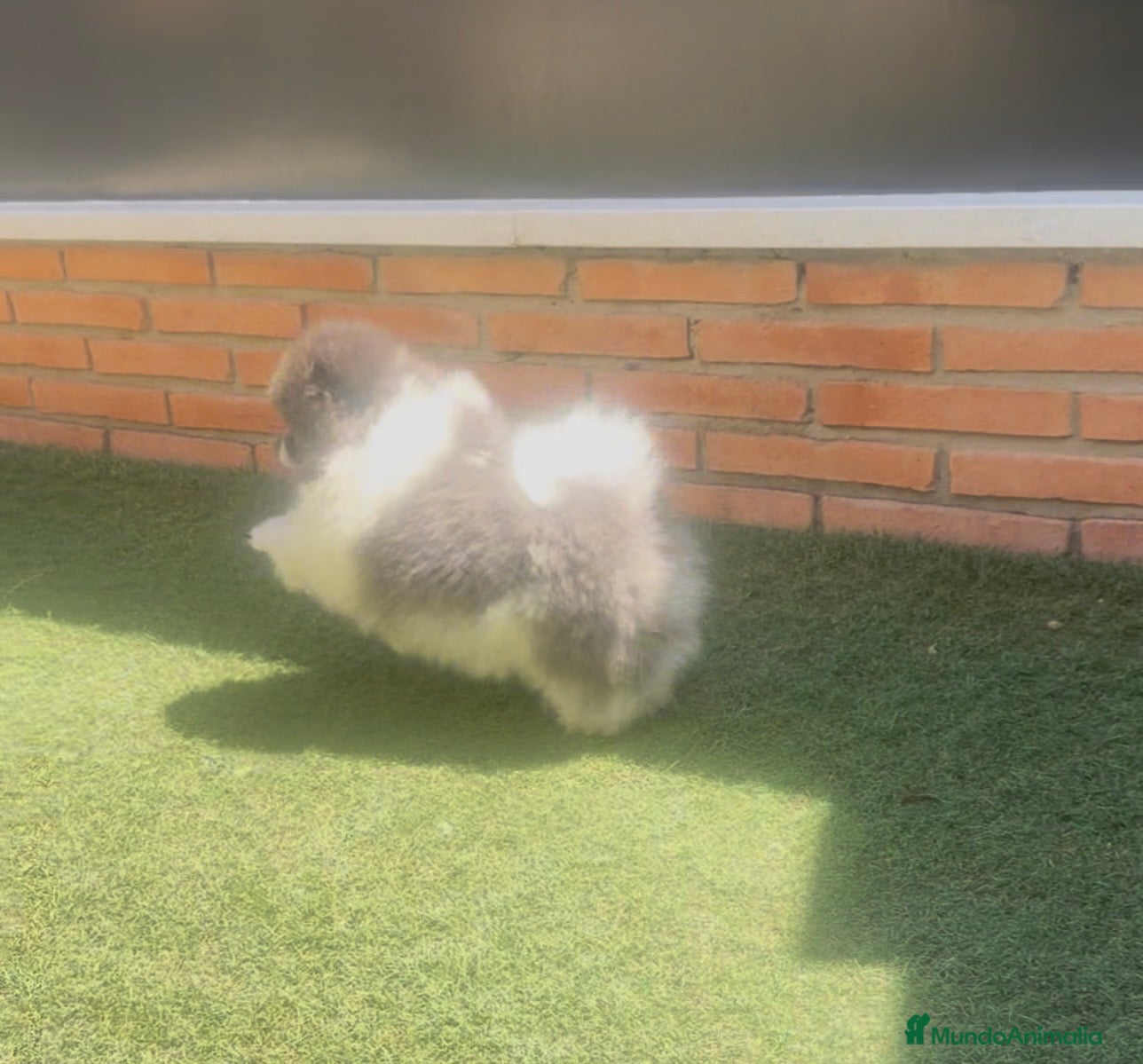 Pomerania perros Pomeranias exclusivos / alta selección  - Anuncio 2