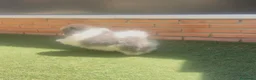 Pomerania perros en venta: Pomeranias exclusivos / alta selección  - Anuncio 2