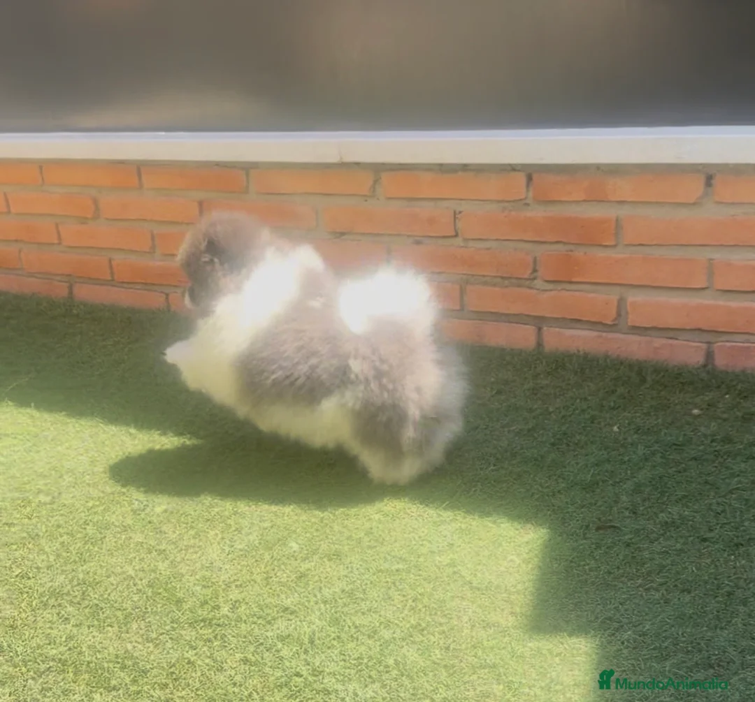 Pomerania perros en venta: Pomeranias exclusivos / alta selección  - Anuncio 2
