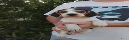 Beagle perros en venta: Beagle disponibles 🐶🐾 - Anuncio 4