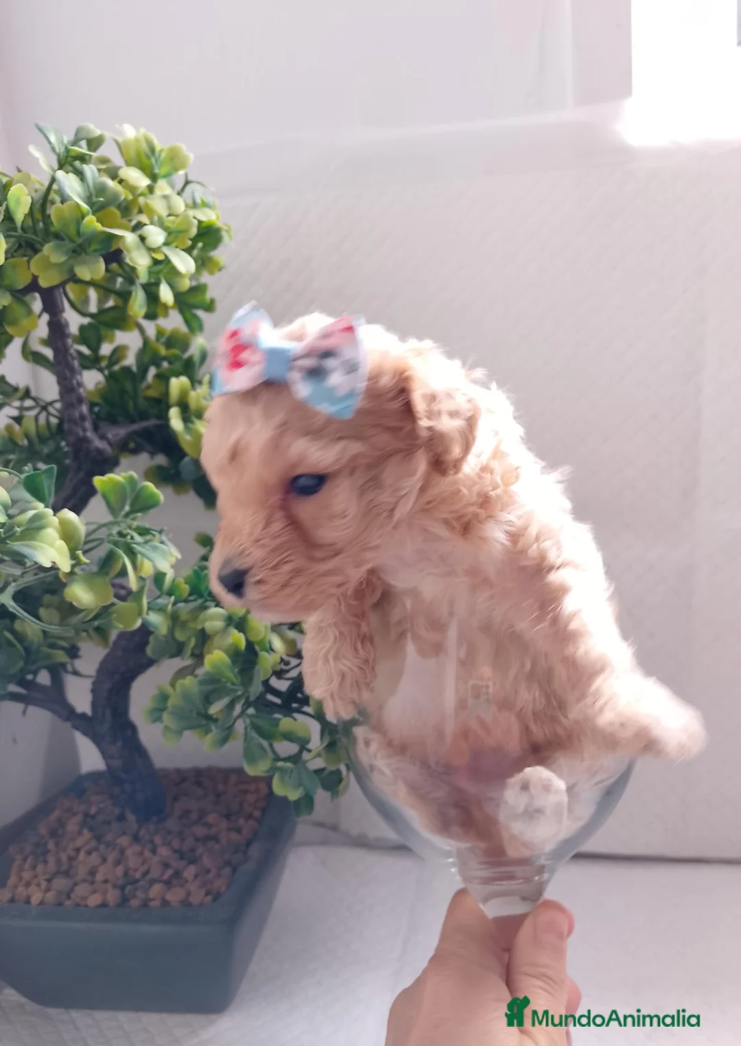 Maltipoo perros en venta: Maltipoo macho  - Anuncio 9
