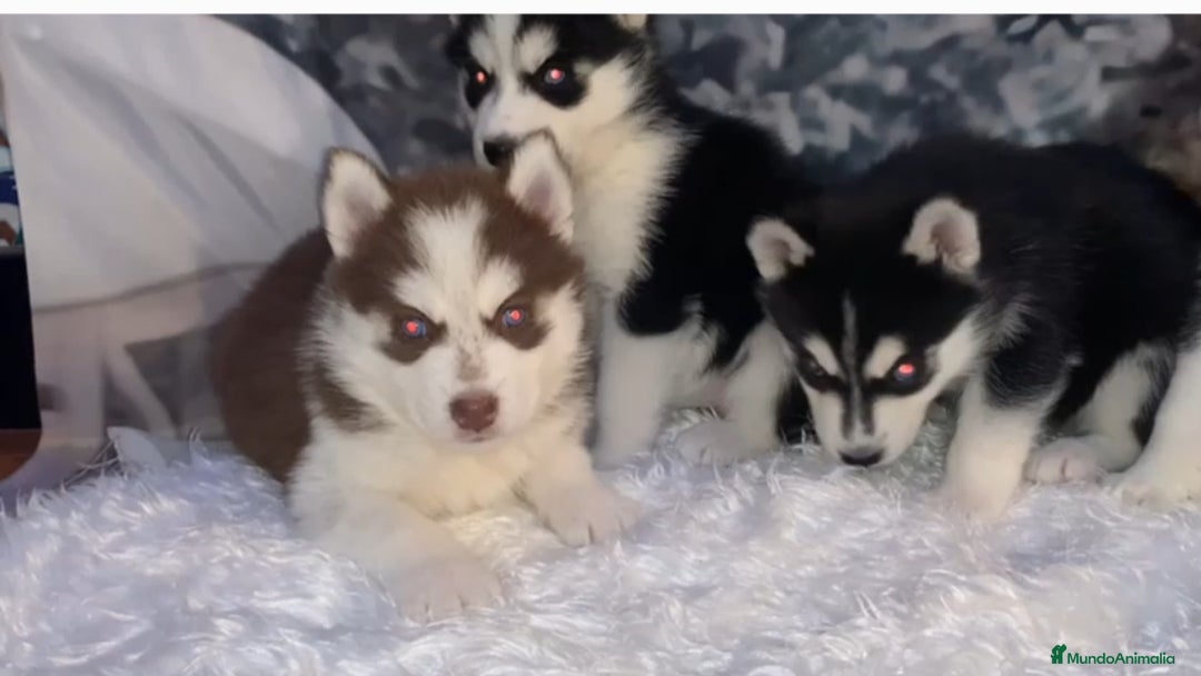 Husky Siberiano perros en venta: Cachorros husky siberianos  - Anuncio 5