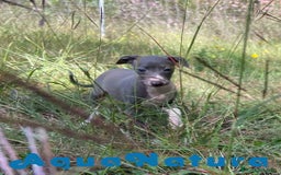Pequeño Lebrel Italiano perros en venta: Lebrel Italiano Hembra 3 AQUANATURA - Imagen 2