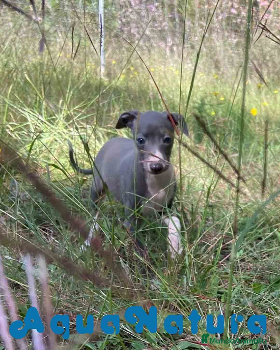 Pequeño Lebrel Italiano perros en venta: Lebrel Italiano Hembra 3 AQUANATURA - Imagen 2