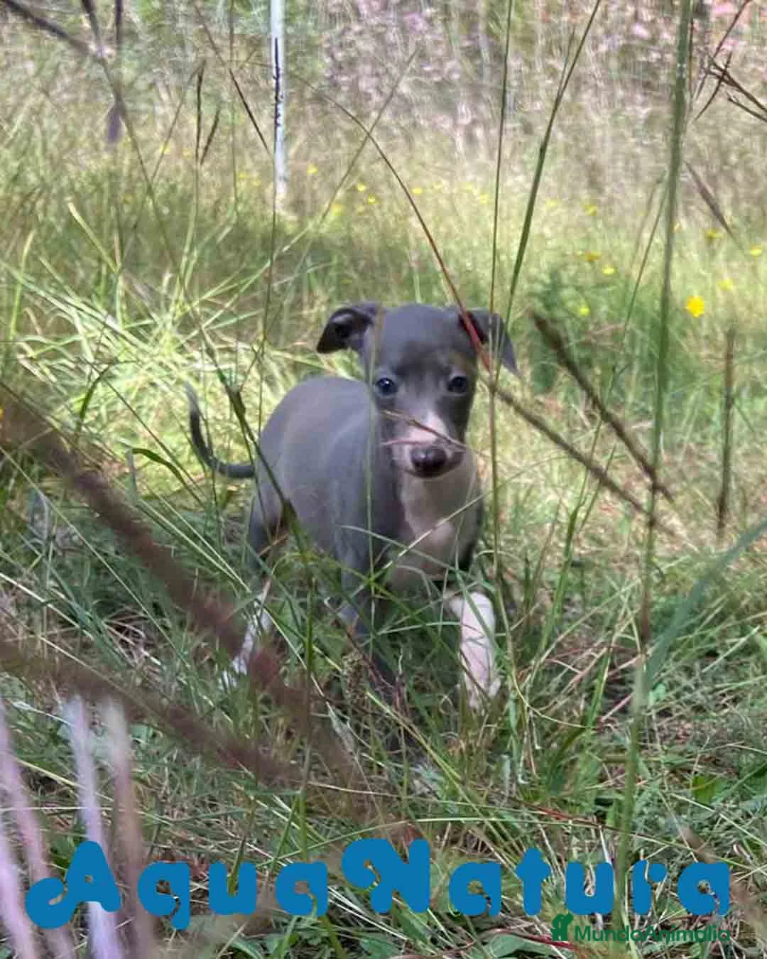 Pequeño Lebrel Italiano perros en venta: Lebrel Italiano Hembra 3 AQUANATURA - Anuncio 2