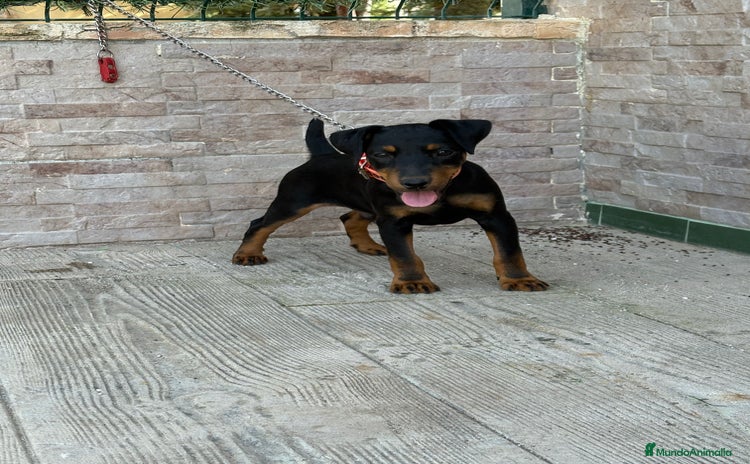 Terrier Alemán de Caza perros - Propaganda 1