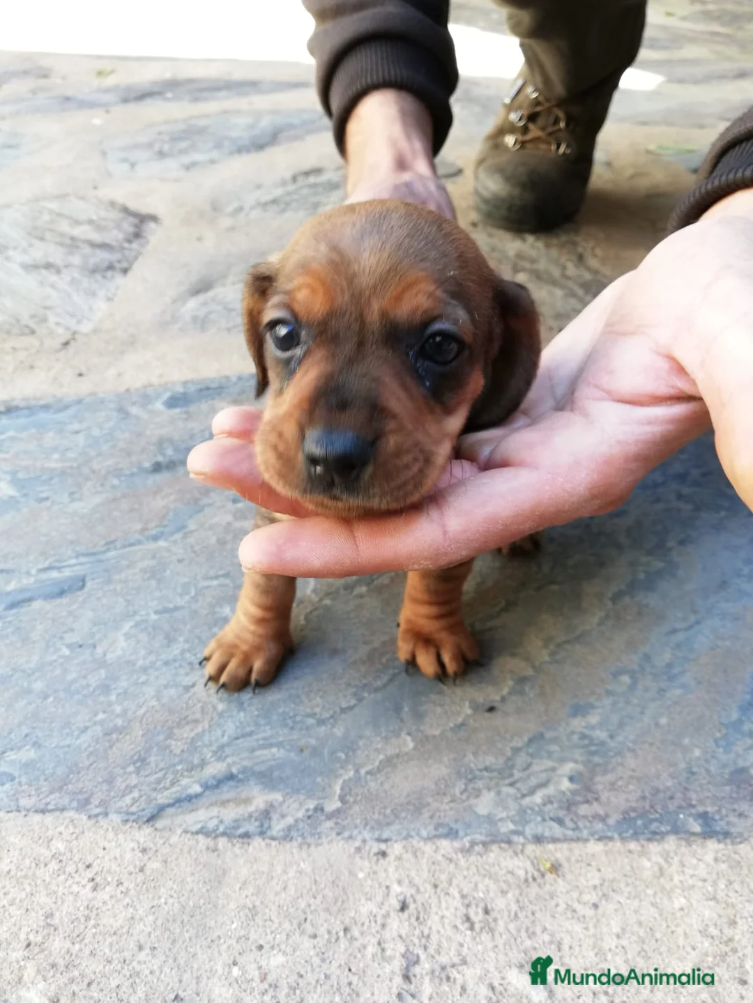 Teckel Miniatura perros en venta: Teckel clásicos y exóticos  en Ciudad Real - Anuncio 4