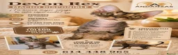 Devon Rex gatos en venta: Preciosos cachorros Devon Rex - Anuncio 4
