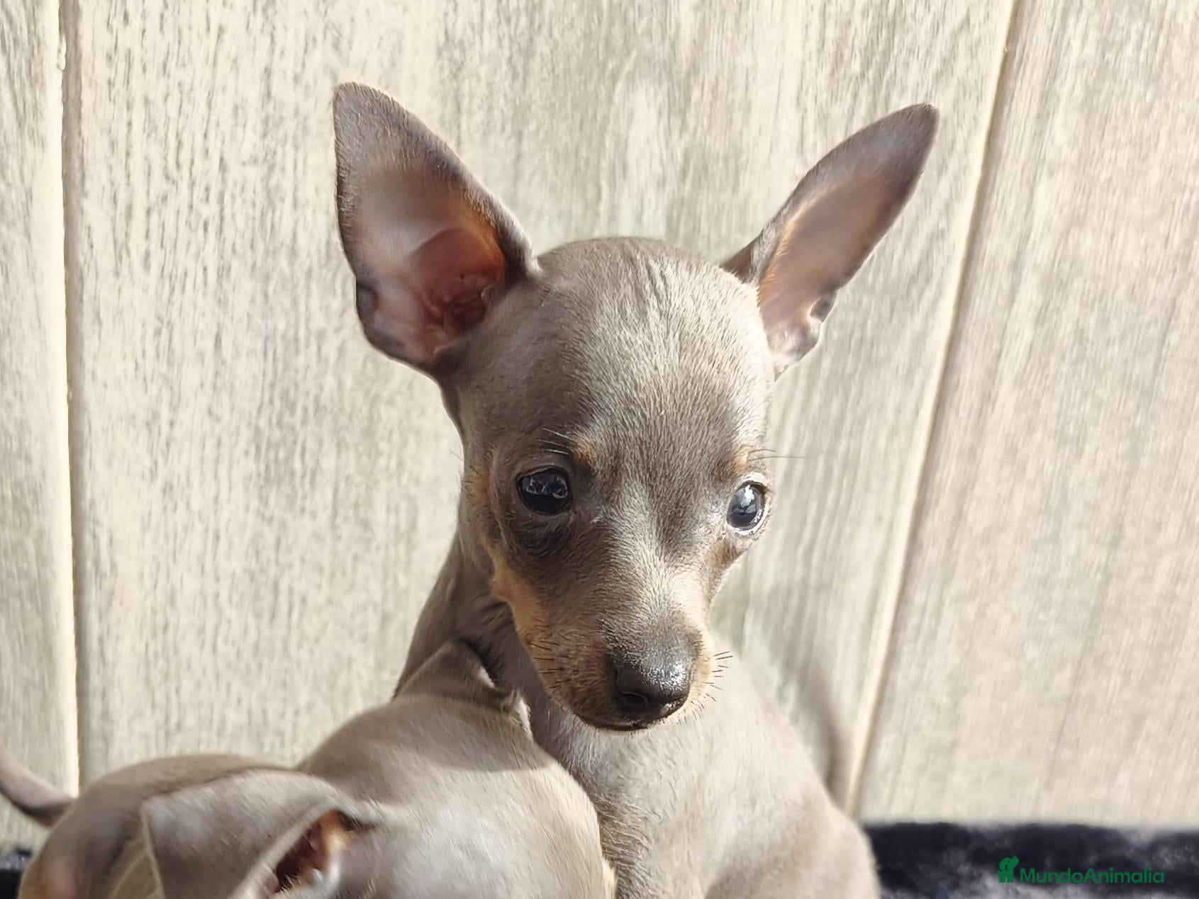 Ratón de Praga perros en venta: RATÓN DE PRAGA - Anuncio 7