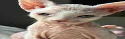 Sphynx gatos en venta: Camada Sphynx blanco - Anuncio 6