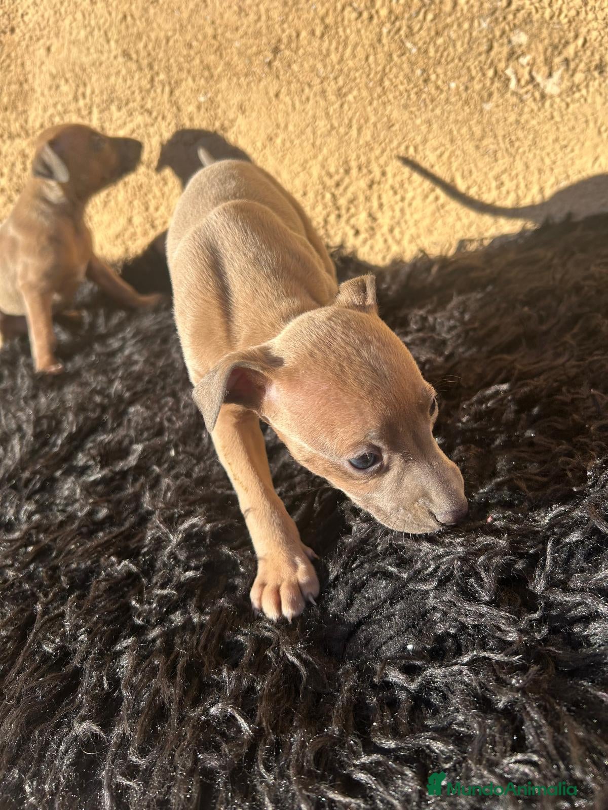 Pequeño Lebrel Italiano perros Piccolo lebrel italiano dos hembras  - Anuncio 1