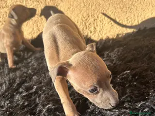 Pequeño Lebrel Italiano perros Piccolo lebrel italiano dos hembras - Anuncio 3