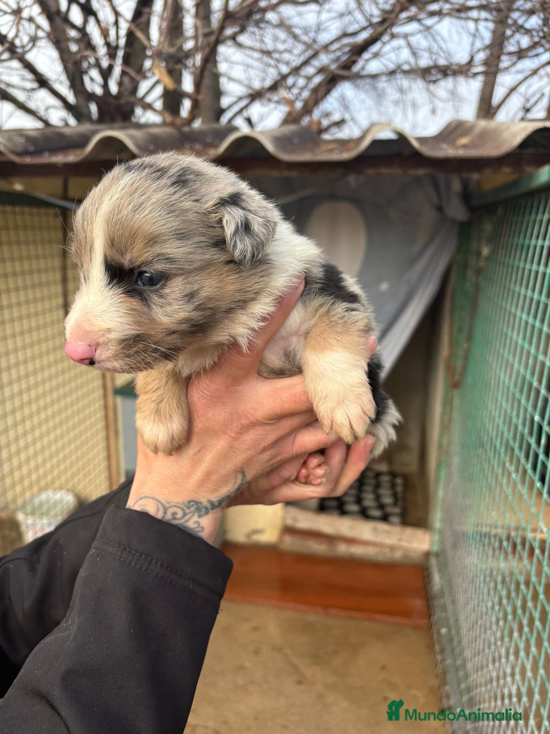Border Collie perros en venta: Preciosa camada Border Collie reserva ya el tuyo - Anuncio 13