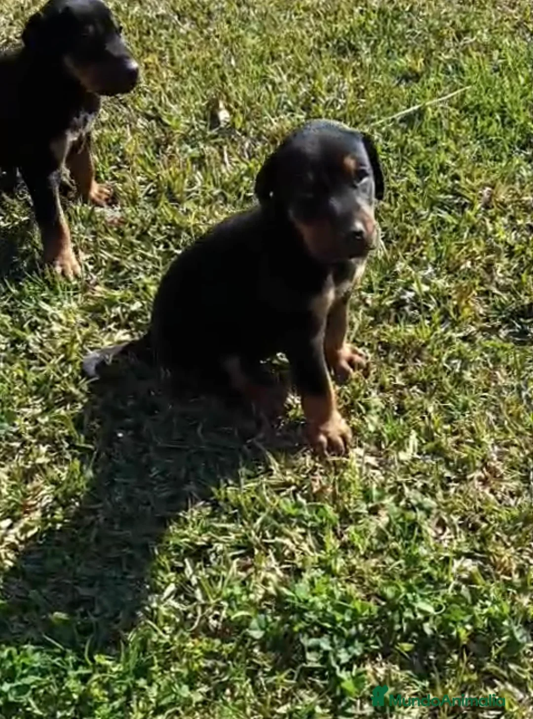 Dobermann perros en venta: Preciosa camada de Doberman negro fuego - Anuncio 5