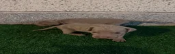 Weimaraner perros en venta: 🐾✨ BRACOS DE WEIMAR EN RESERVA ✨🐾 en Barcelona - Anuncio 4