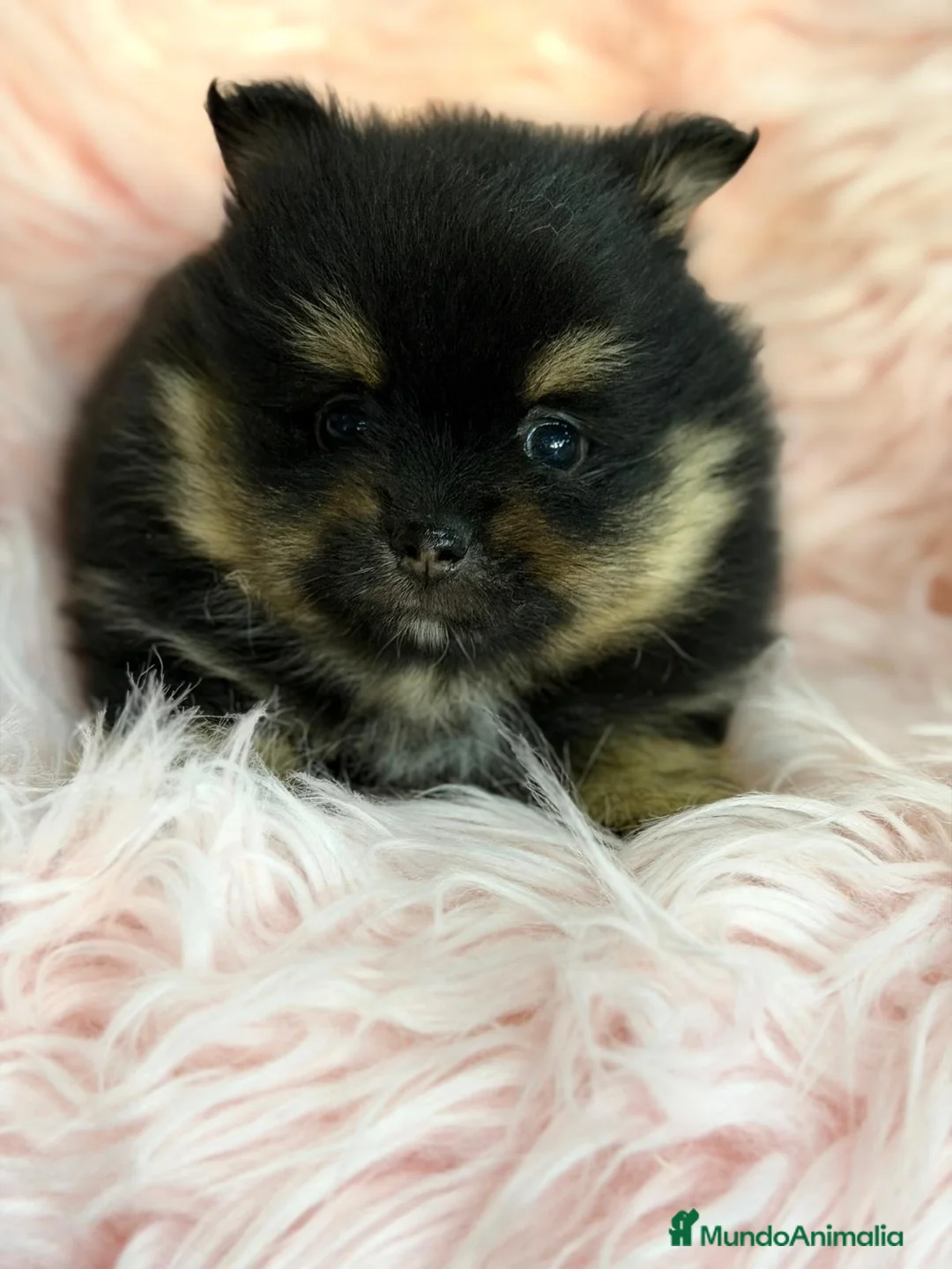 Pomerania perros en venta: POMERANIA BLACK AND TAN  - Anuncio 2