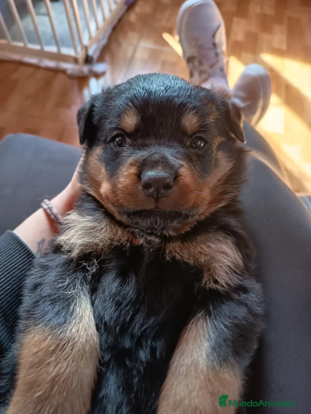 Rottweiler perros en venta: Cachorros de rottweiler .  - Anuncio 4