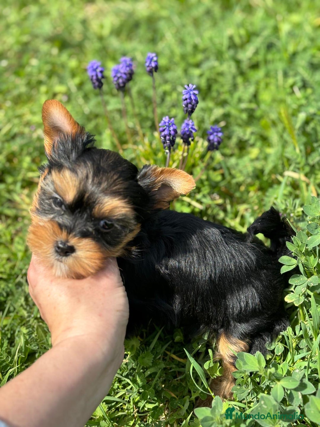 Yorkshire Terrier perros en venta: Yorkshire macho disponible  - Imagen 2