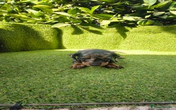 Teckel Miniatura perros en venta: camada teckel canichen muy pequeños  - Imagen 18