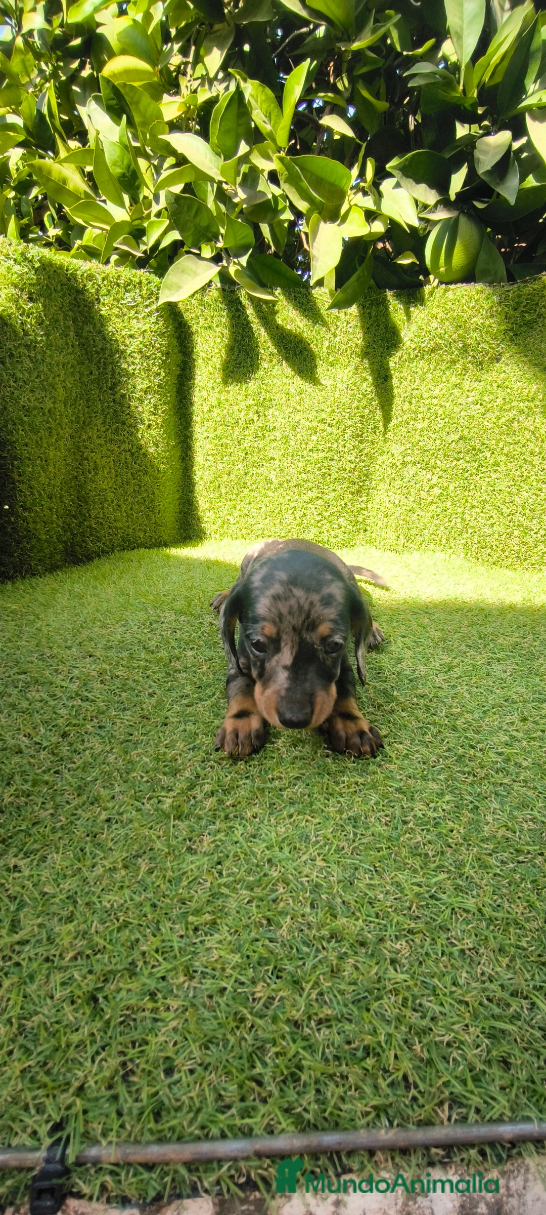 Teckel Miniatura perros en venta: camada teckel canichen muy pequeños  - Imagen 18