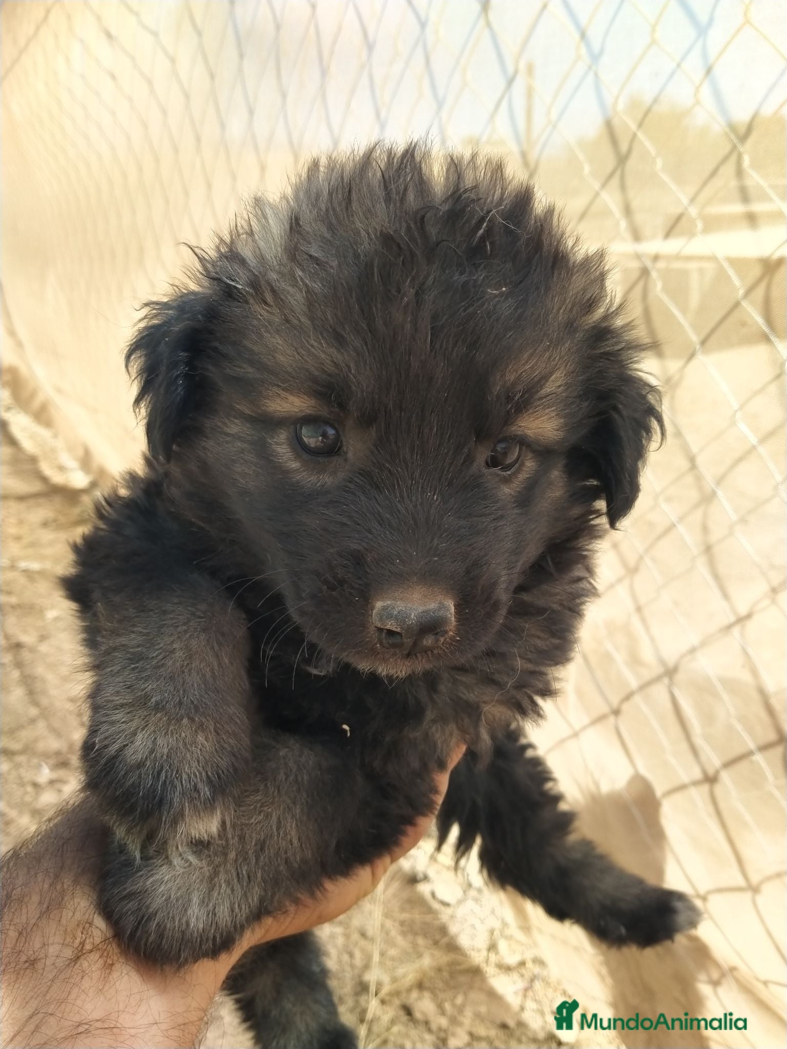 Pastor del Cáucaso perros Caucasos - Anuncio 1