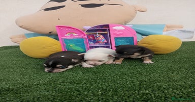 Chihuahua perros - Anuncio 4