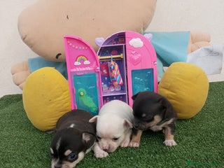 Chihuahua perros - Anuncio 3