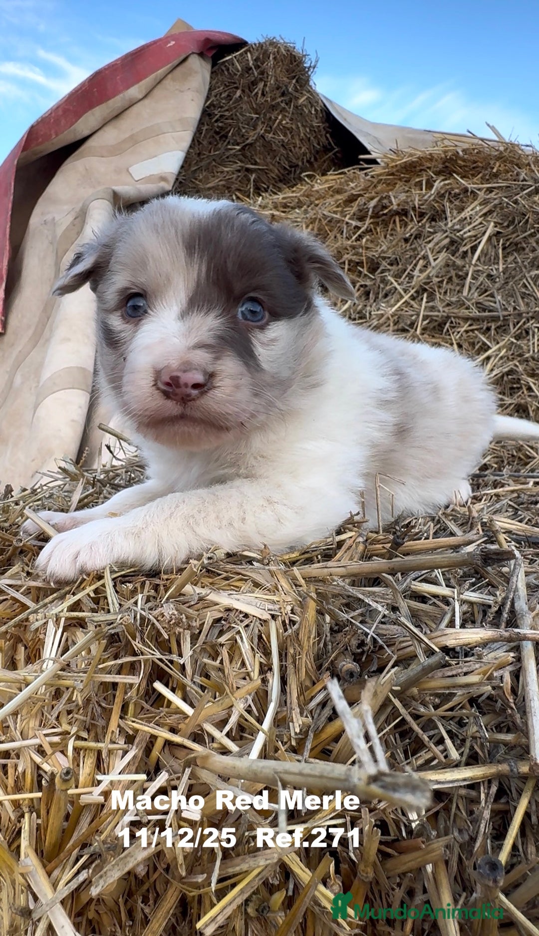 Border Collie perros en venta: Border Collie - Anuncio 26