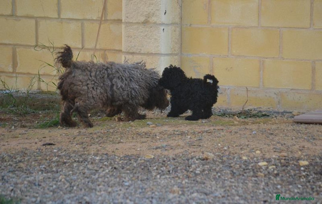 Perro de Agua Español perros en venta: Cachorra perro de agua español - Anuncio 8