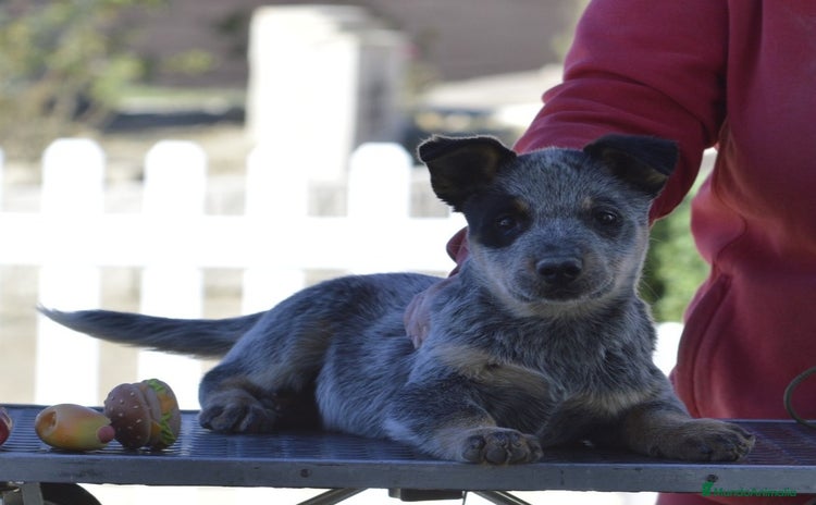 Boyero de Australia perros Australian cattle dog - Anuncio 1