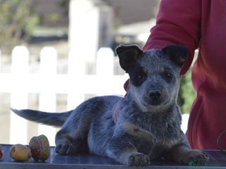 Boyero de Australia perros Australian cattle dog - Anuncio 1