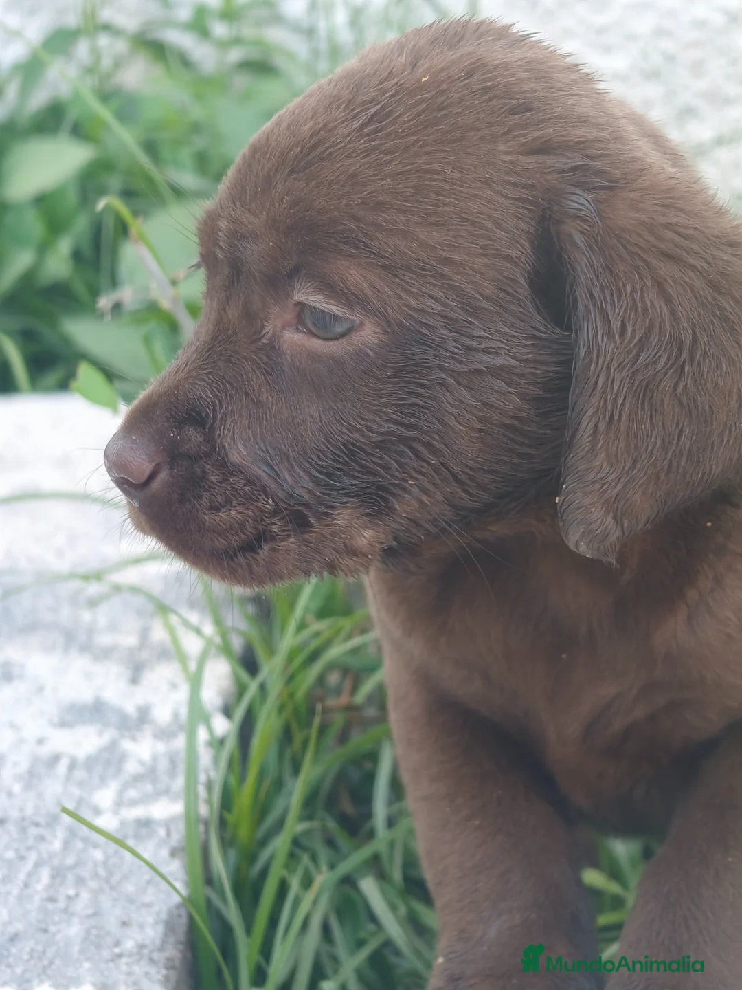 Labrador Retriever perros en venta: Labrador retriever línea inglesa  - Anuncio 2