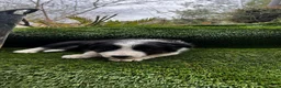 Border Collie perros en venta: Border collies de calidad  - Anuncio 12