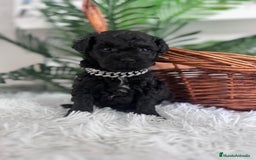 Caniche Toy perros en venta: CANICHE TOY MACHO - Anuncio 6